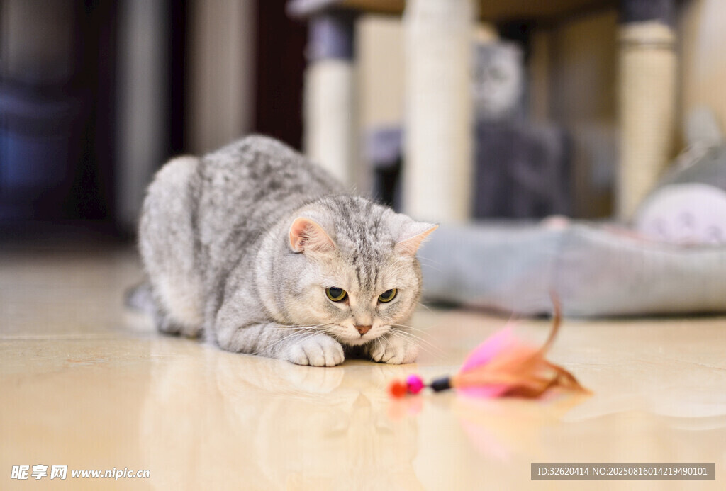 猫咪专注玩彩色玩具
