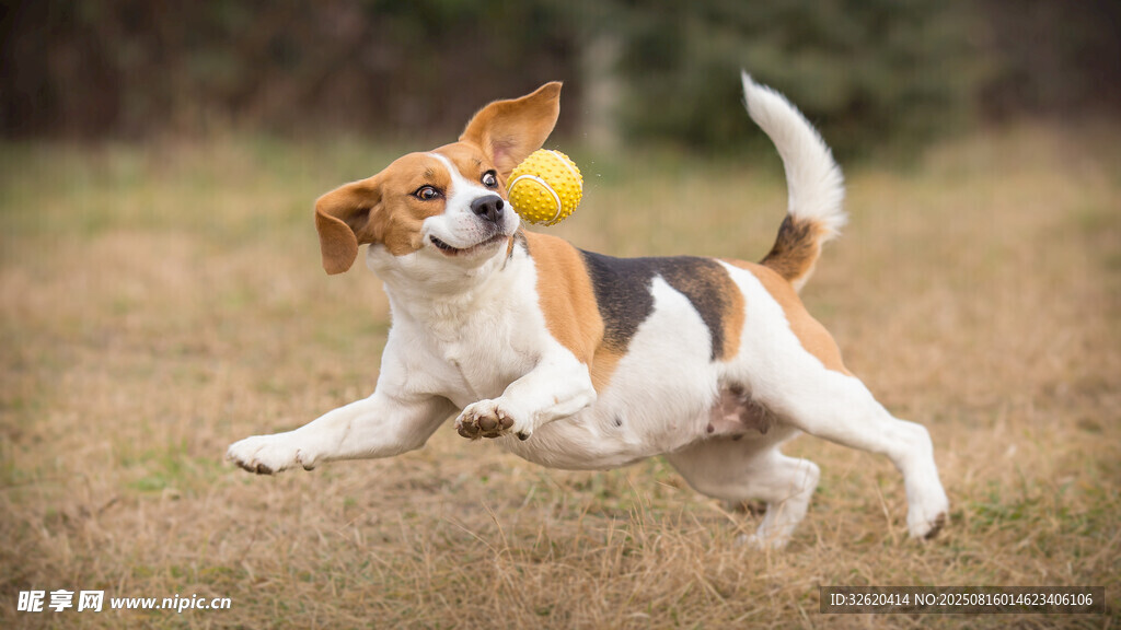 奔跑的三色猎犬