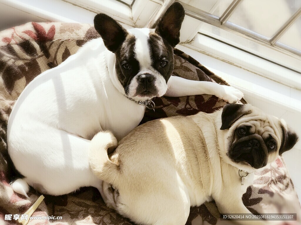 两只萌犬依偎在一起