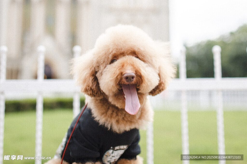 穿黑衣吐舌的可爱贵宾犬