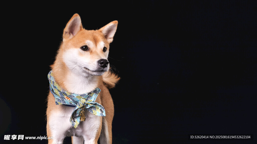 可爱柴犬佩戴特色围巾