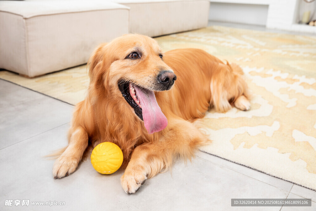 金毛犬惬意躺地玩球