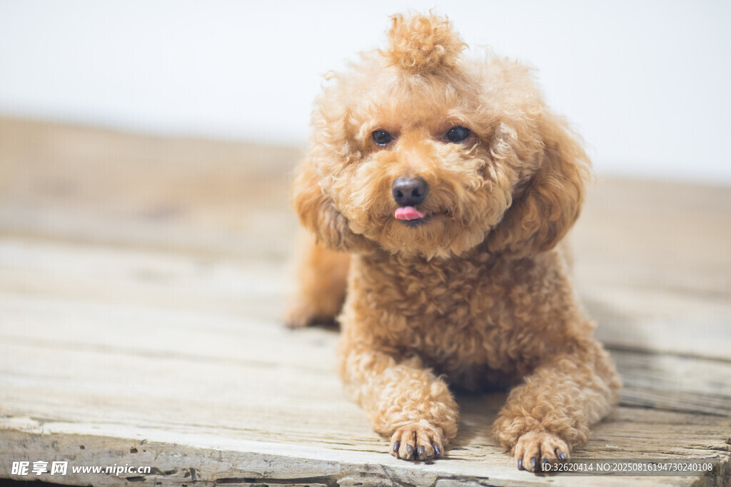 可爱棕色泰迪犬吐舌卖萌