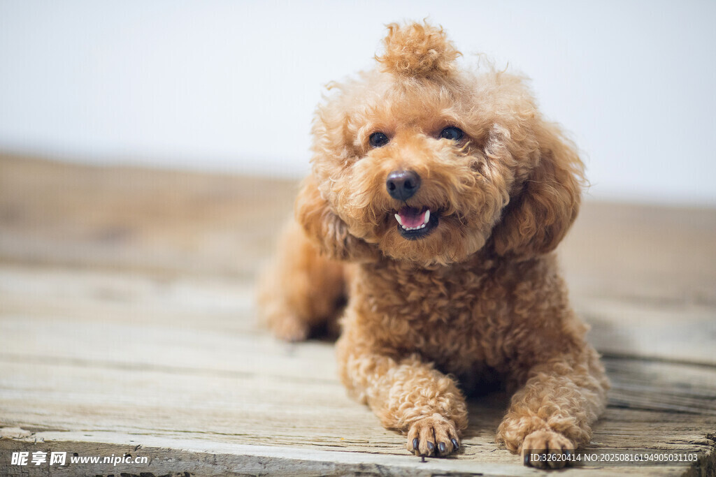 可爱棕色泰迪犬趴木板上