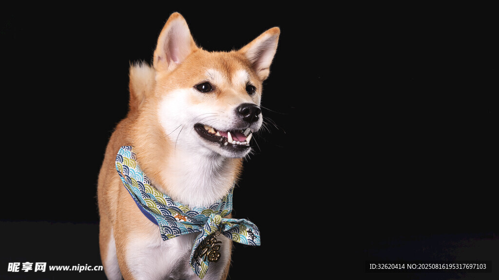 可爱柴犬佩戴多彩项圈