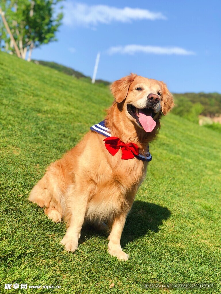 草地上的可爱金毛犬