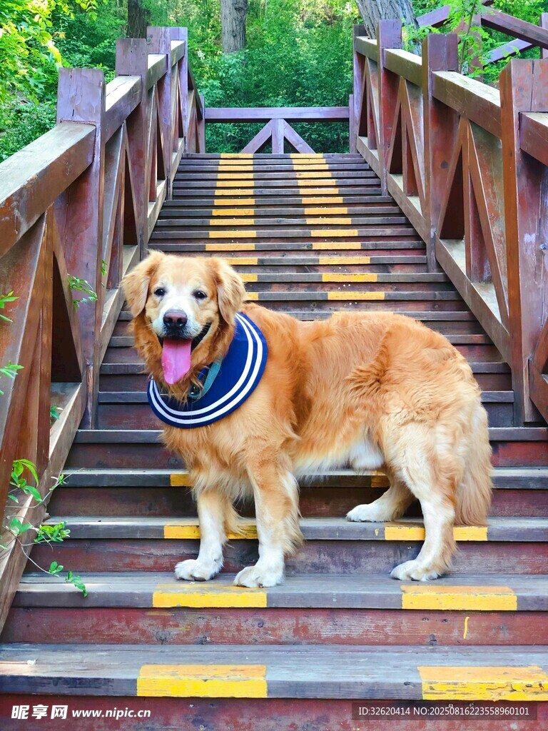楼梯上的可爱金毛犬