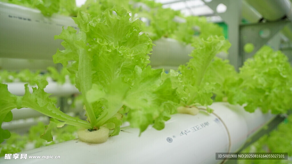 水培生菜的现代农业场景