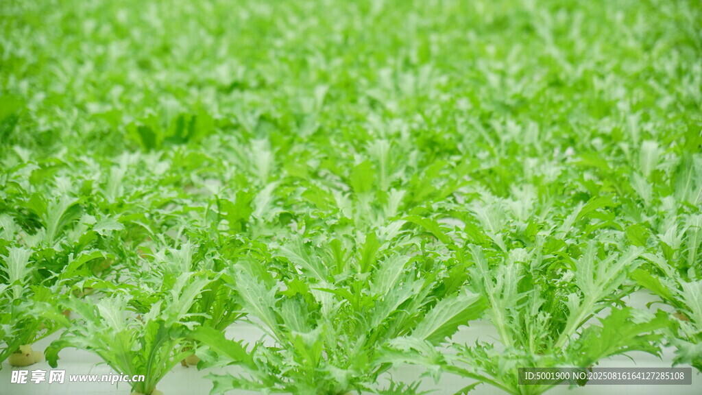 嫩绿水培蔬菜生机勃勃