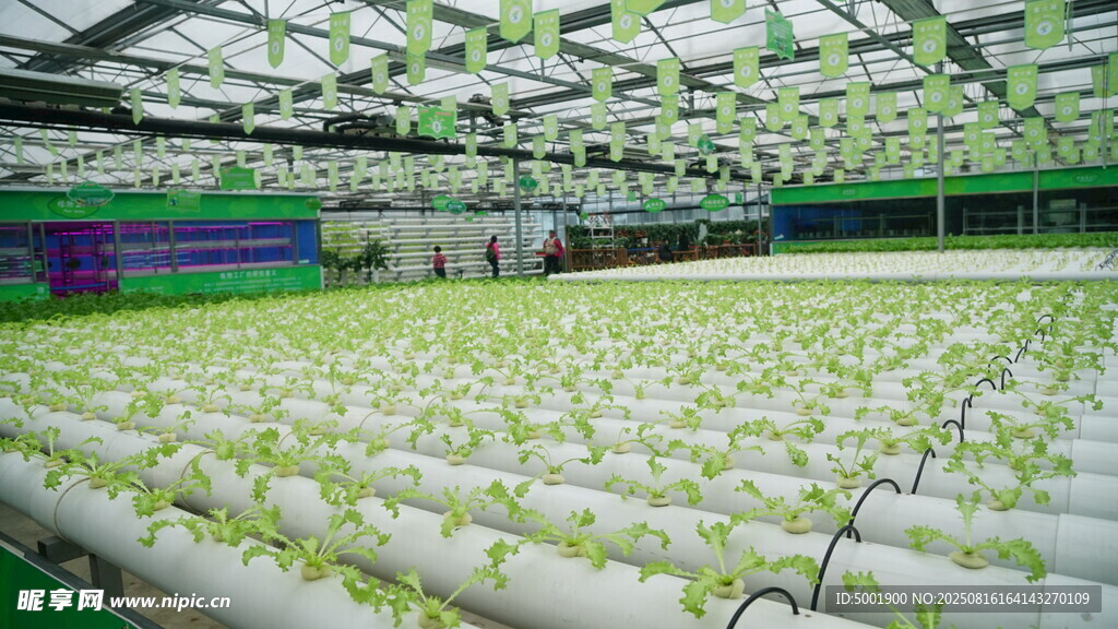 室内水培蔬菜种植场景