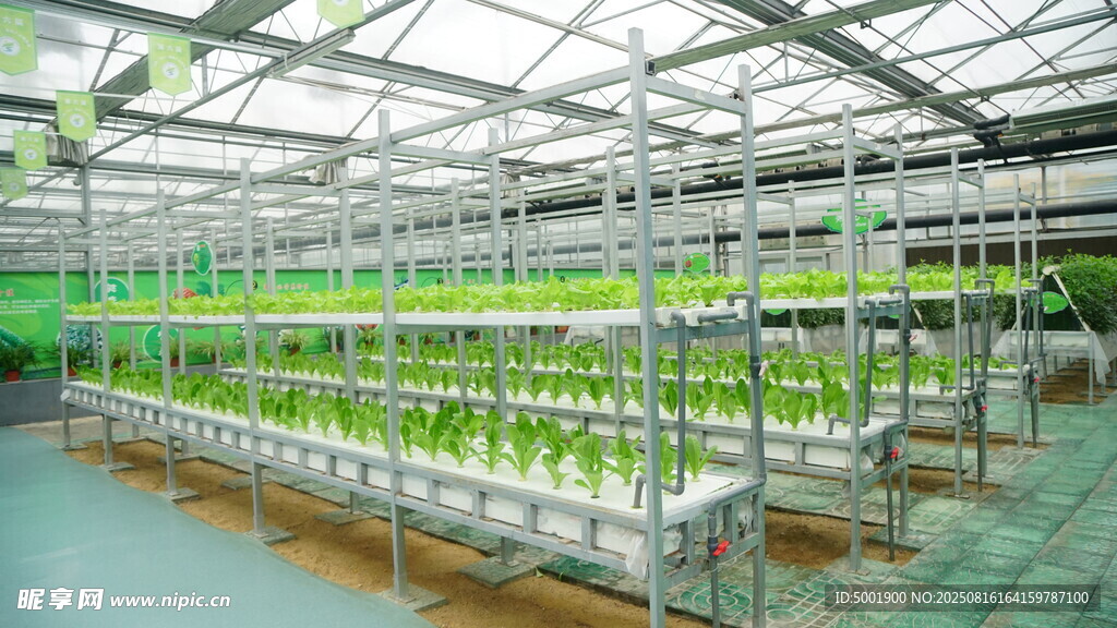 现代化温室蔬菜种植场景
