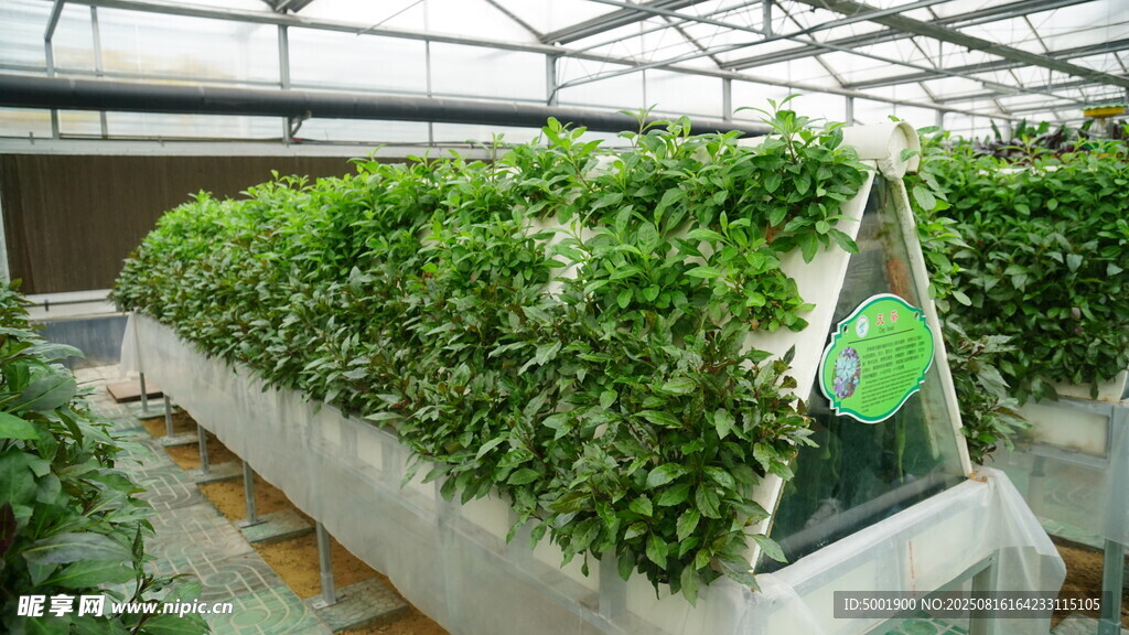温室水培蔬菜种植场景