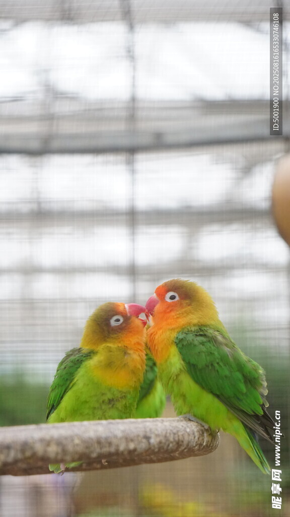 多彩鹦鹉栖息枝头