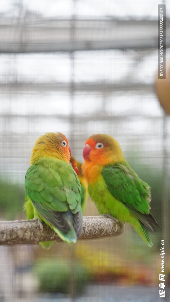 多彩鹦鹉亲昵依偎枝头