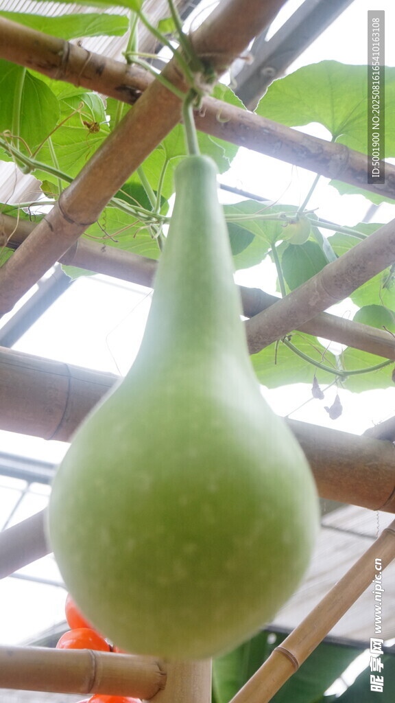 悬挂的鲜嫩大葫芦