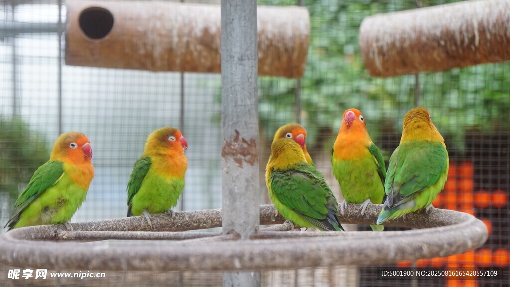 多彩鹦鹉栖息于木架上