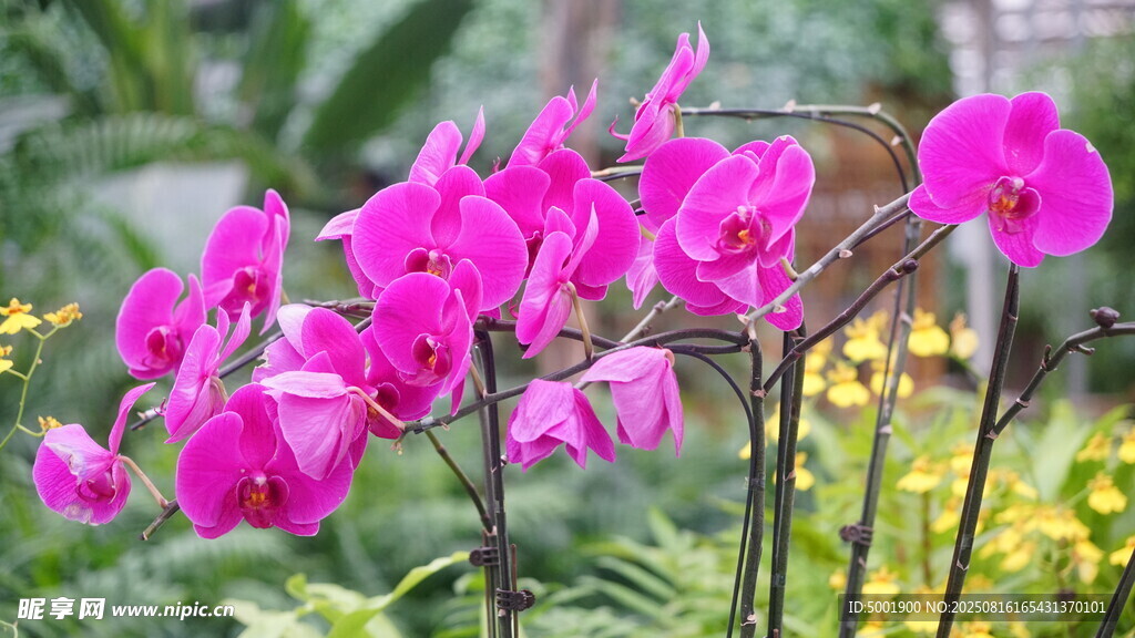 艳丽粉色蝴蝶兰绽放