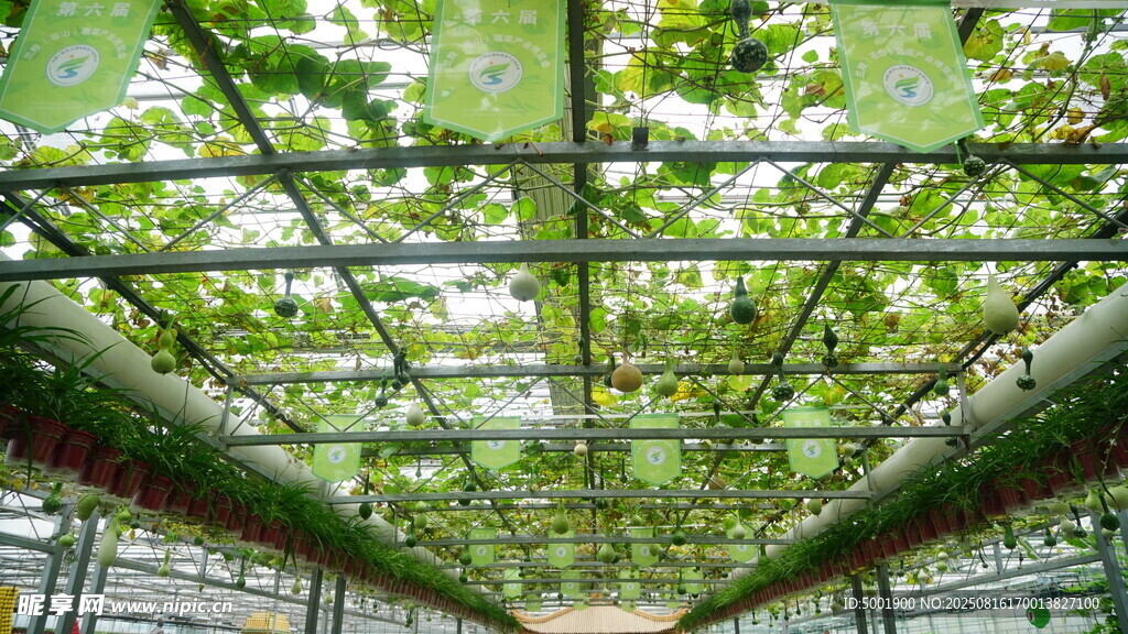 绿意盎然的温室顶棚