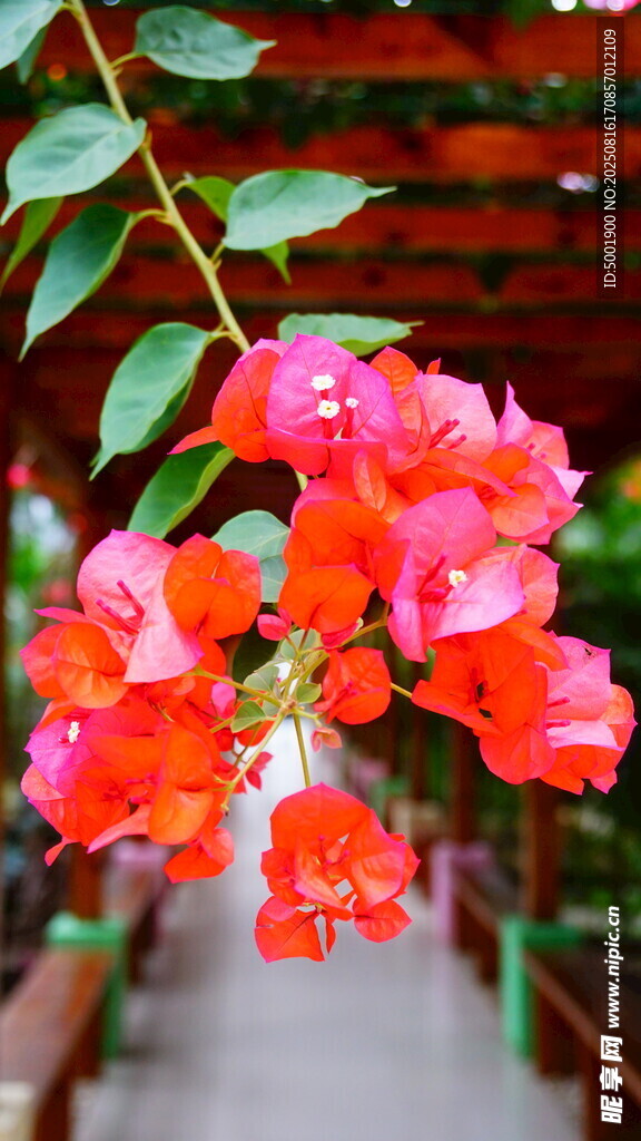 娇艳三角梅绽放于廊下