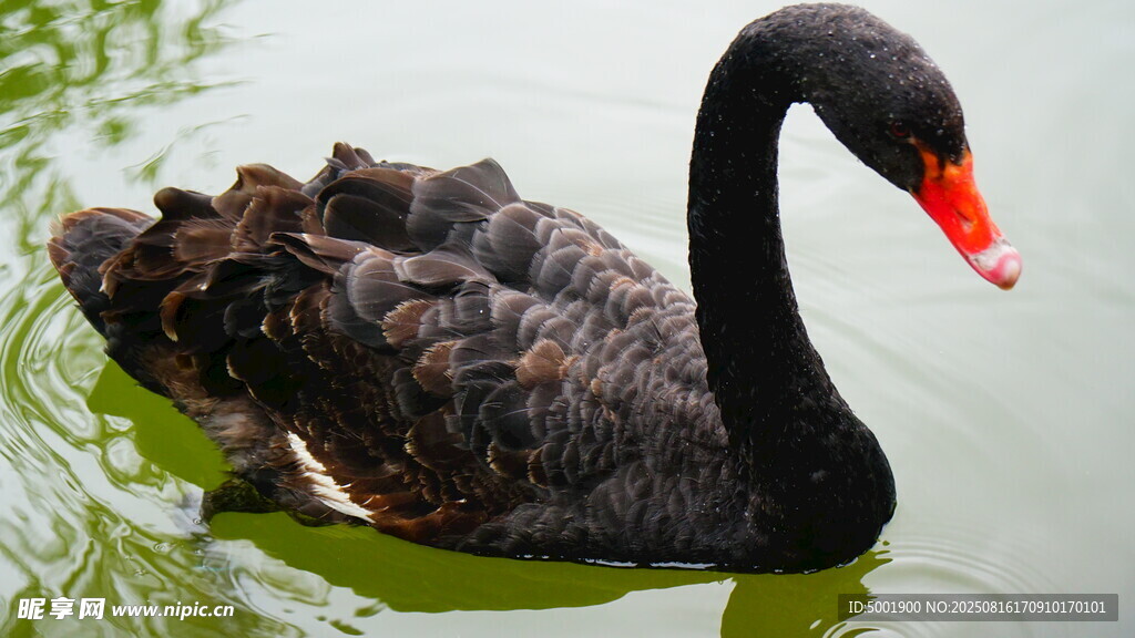 黑天鹅水中优雅游弋