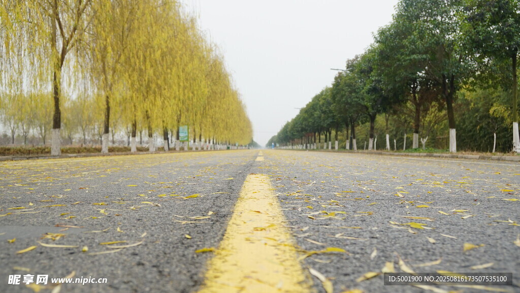 秋日林荫道 黄叶铺满地