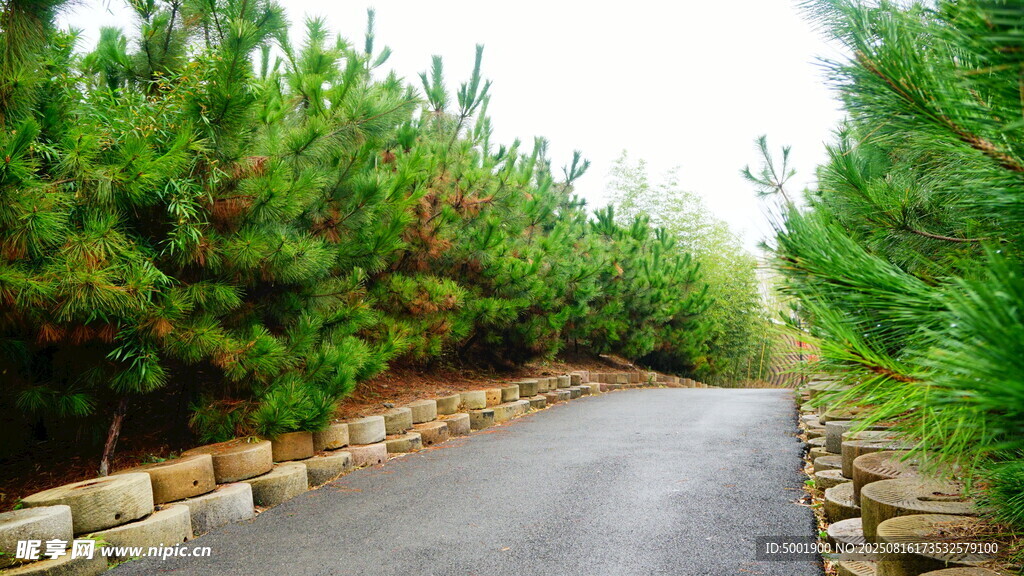 蜿蜒林间路绿意环绕