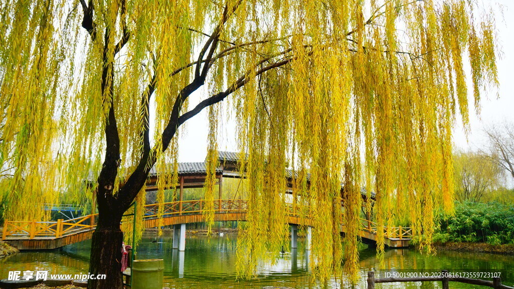 湖畔垂柳金黄美景