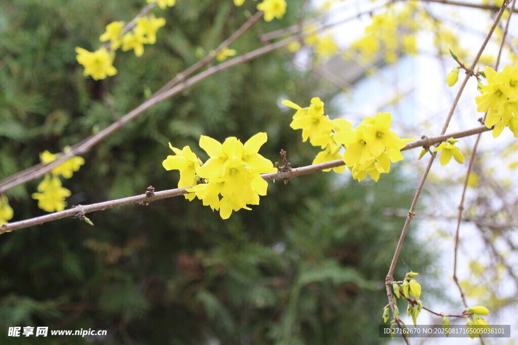 迎春花
