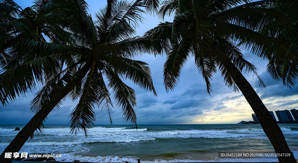 海边椰树