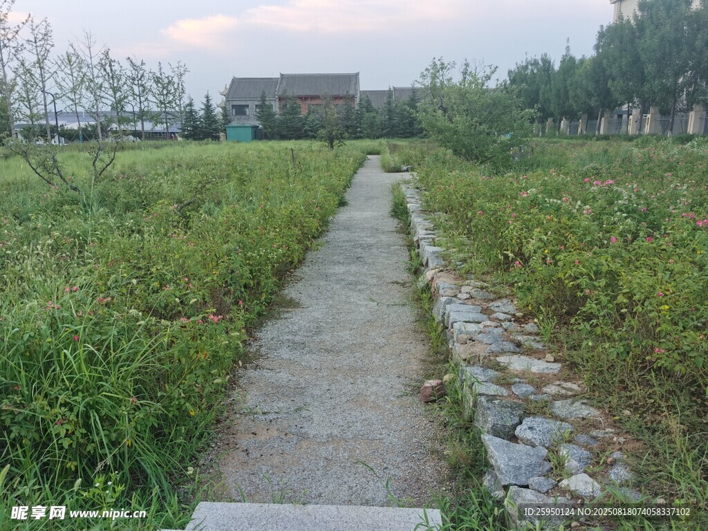 乡间小径绿意盎然的风景