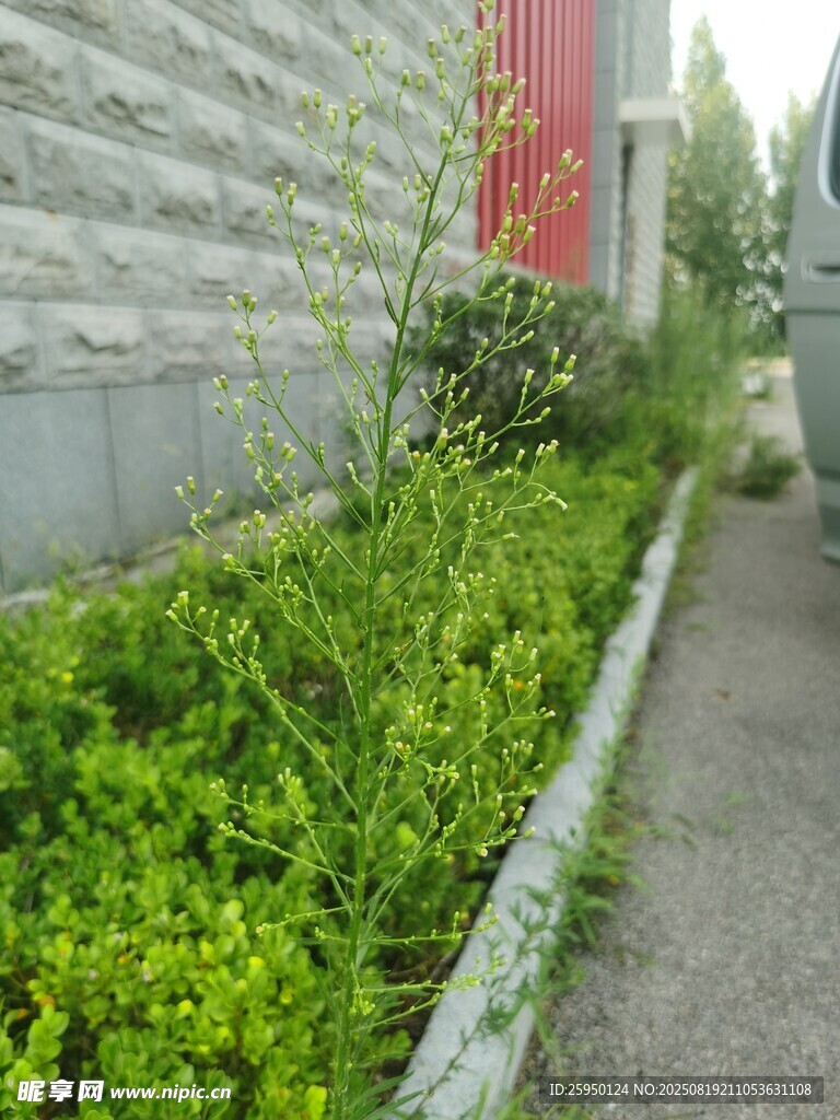 墙边翠绿植物景观