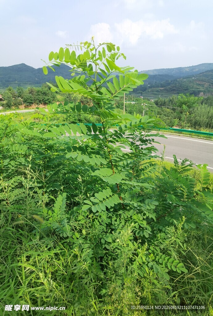 绿意盎然的山林景色