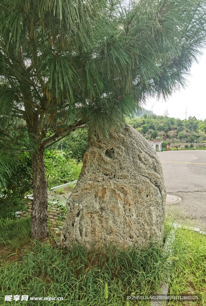 石景旁的绿树景观