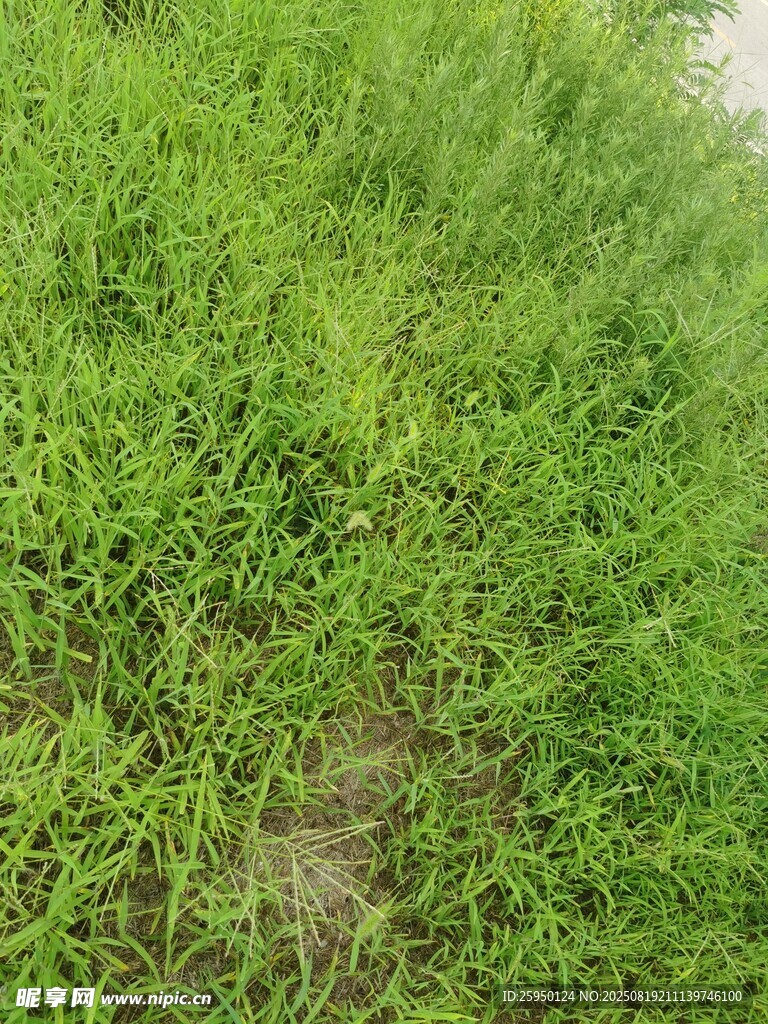 嫩绿繁茂的草地