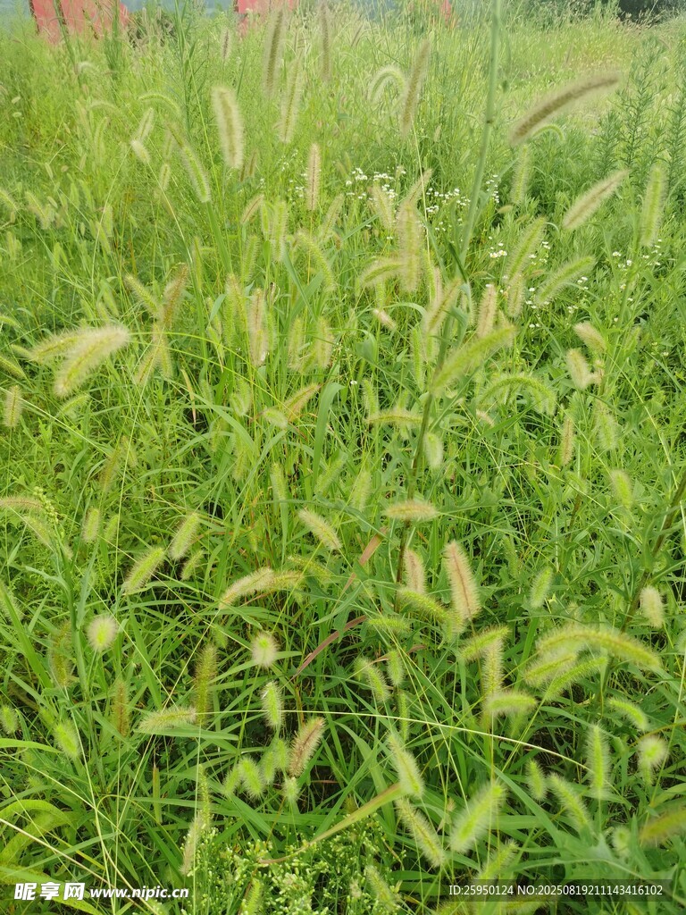翠绿繁茂的青青草地