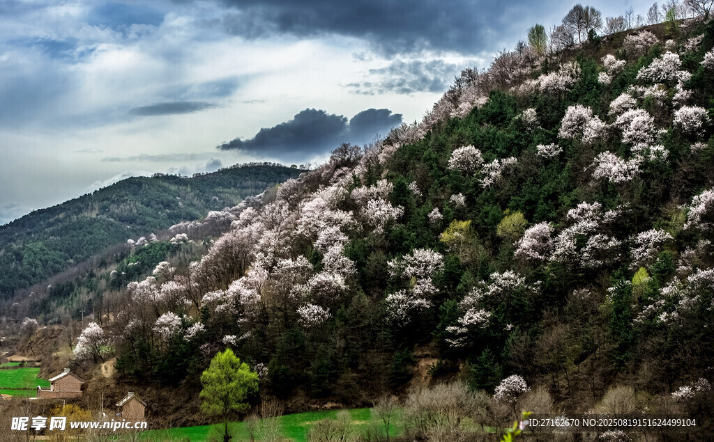 满山春色