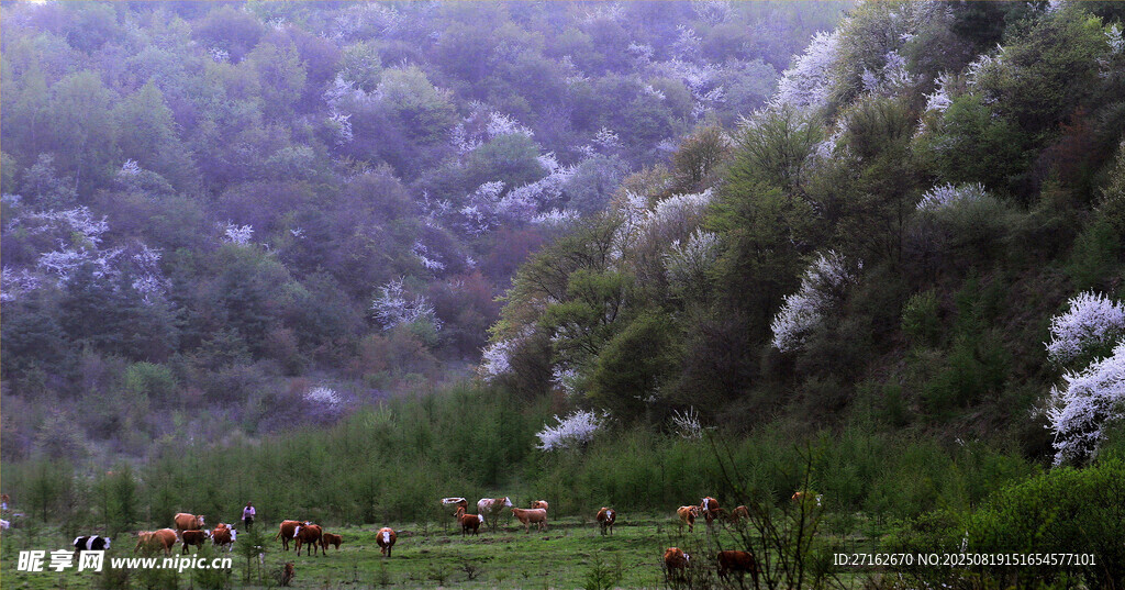 山花烂漫