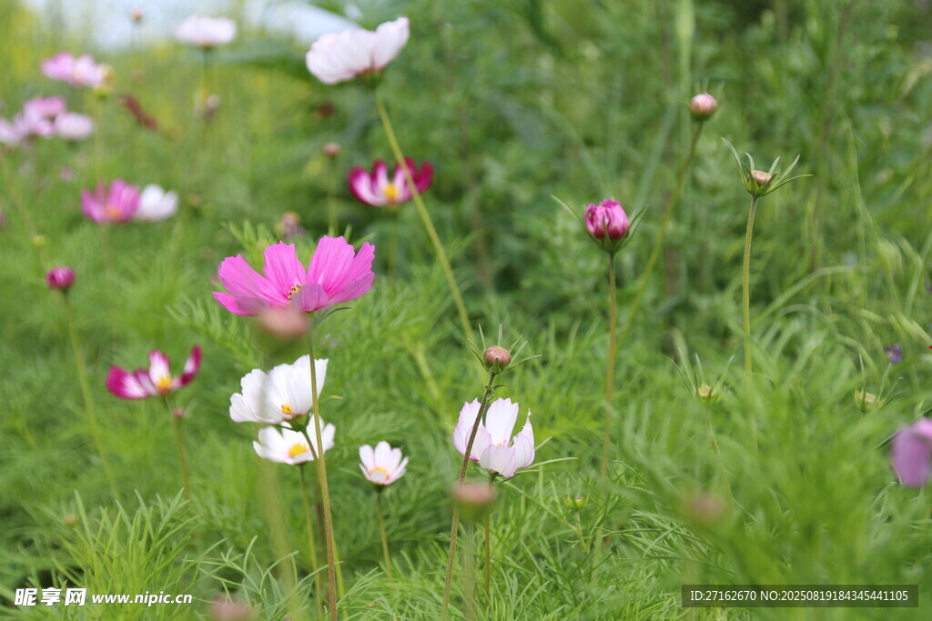 七月菊