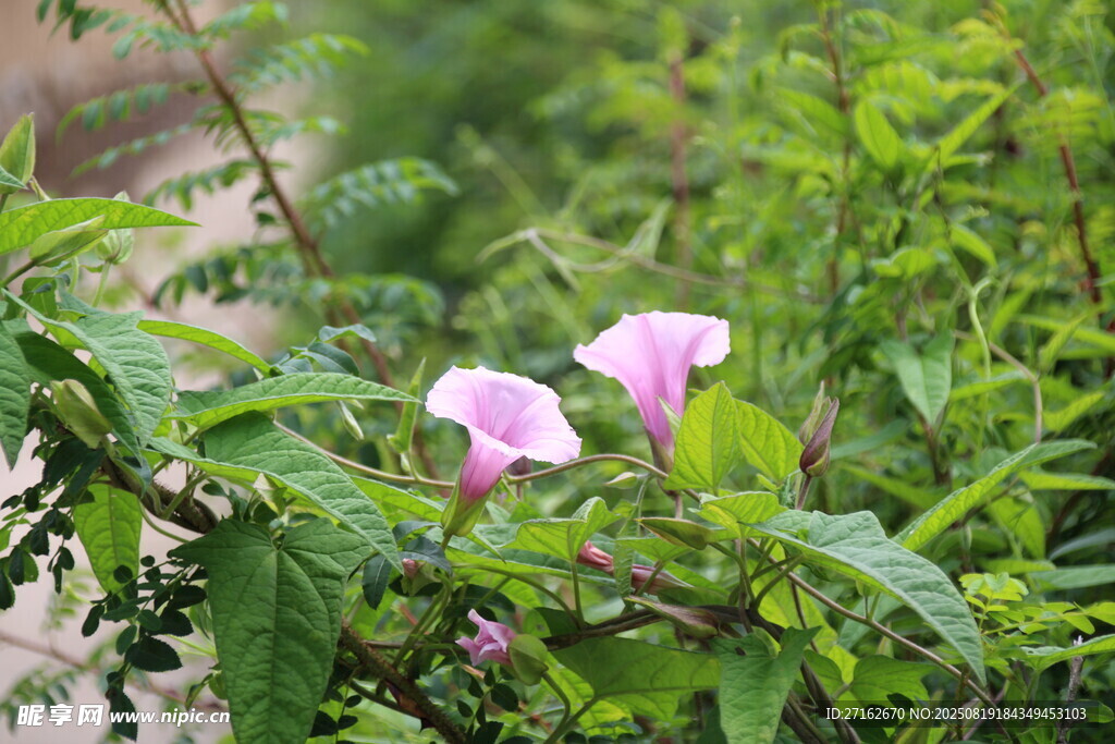 牵牛花