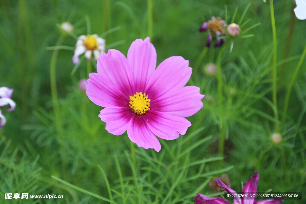 小菊花