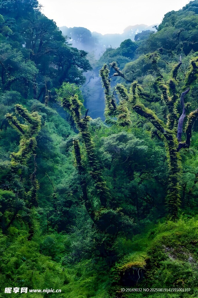 茂密山林中的蕨类植物景观