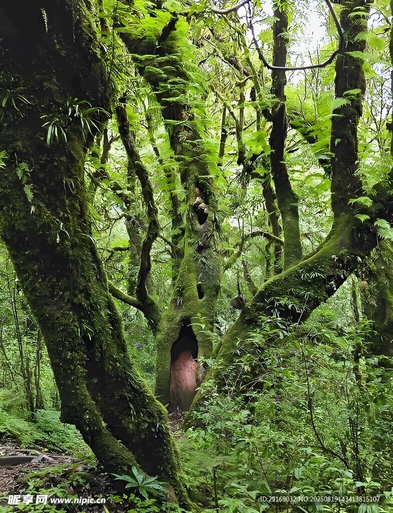 青苔覆盖的神秘森林小径