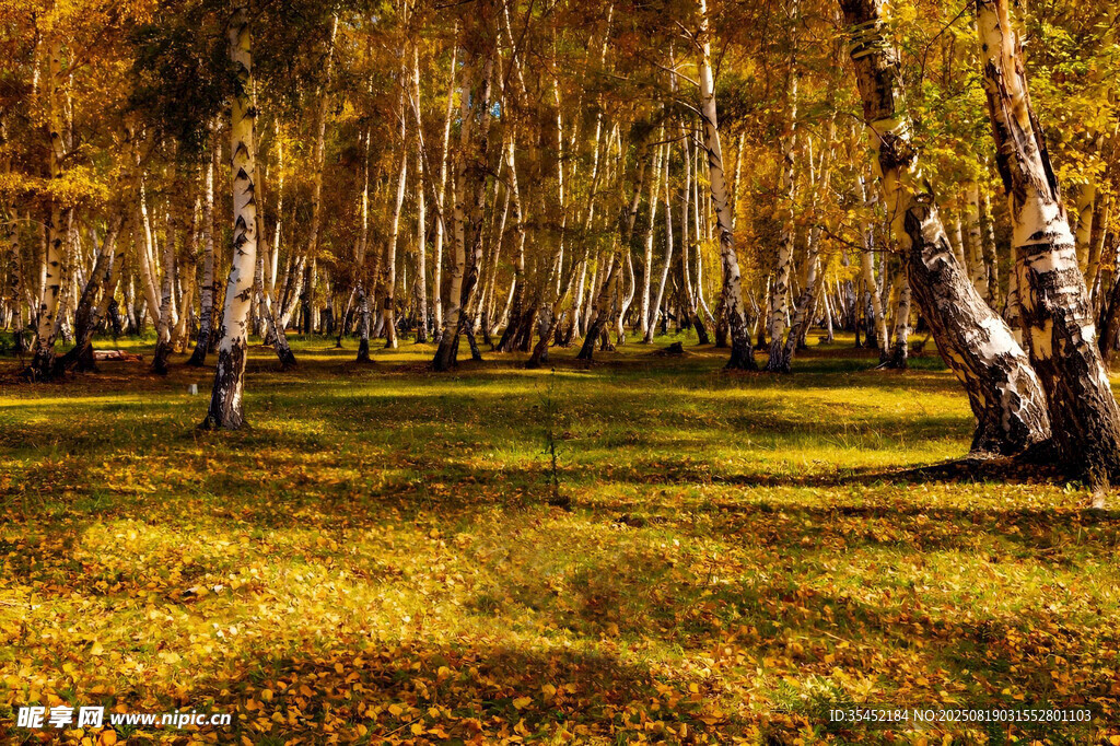 秋日白桦林