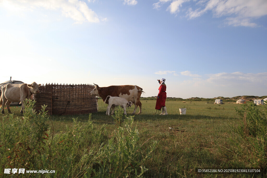 草原牧牛