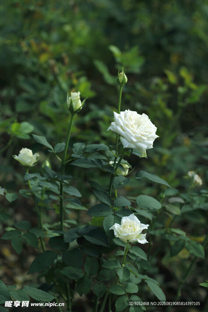  白色玫瑰花