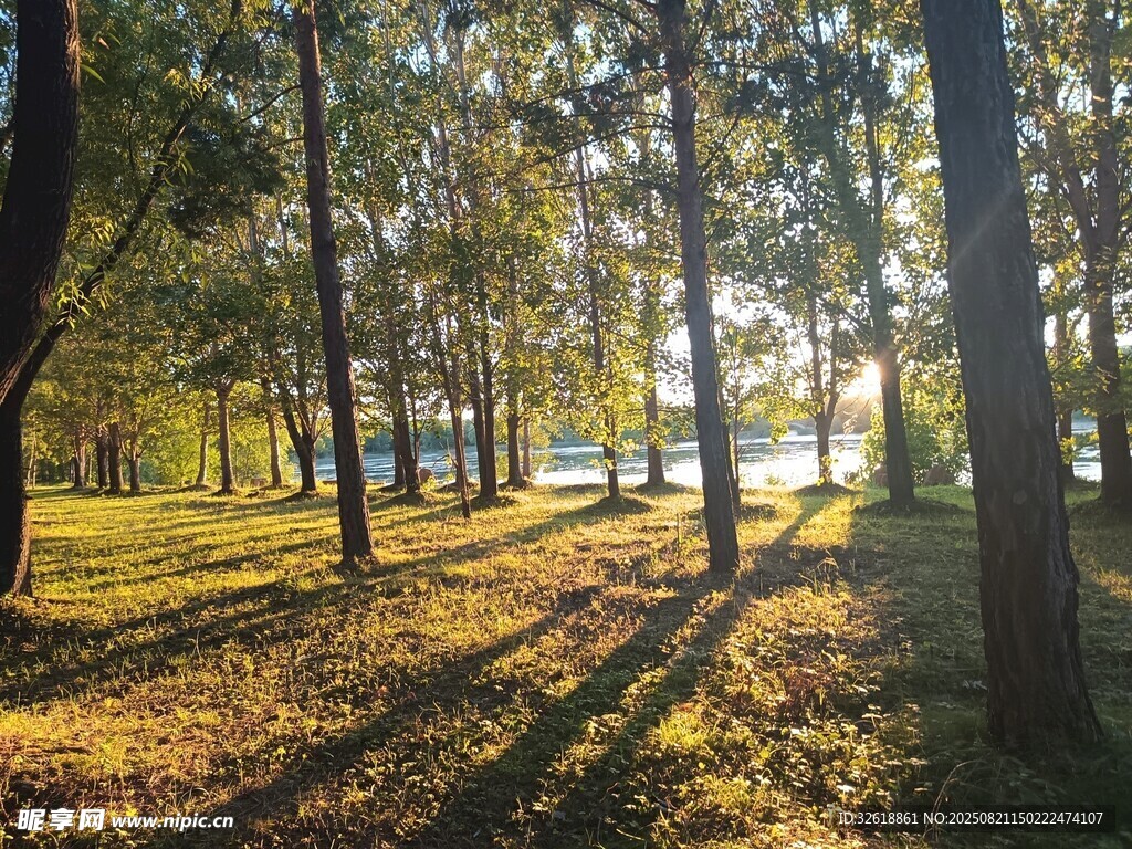 秋日林间光影美景