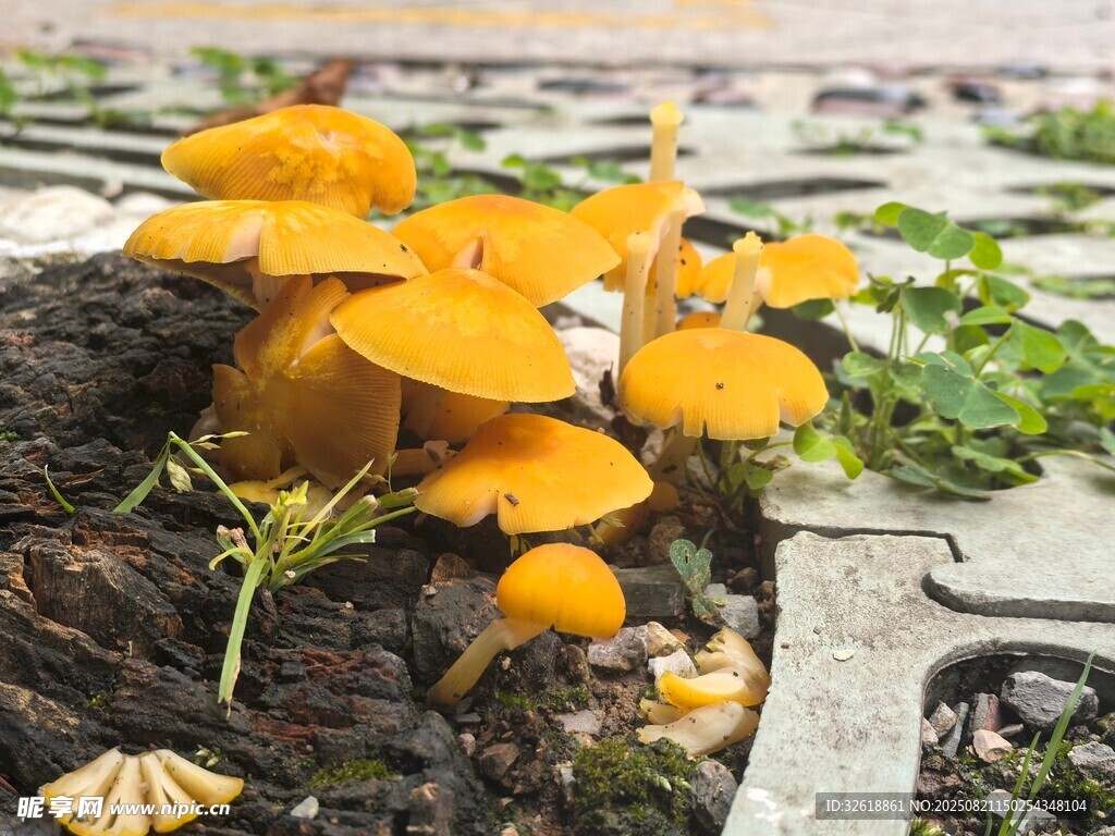 黄色小蘑菇生长在砖石间