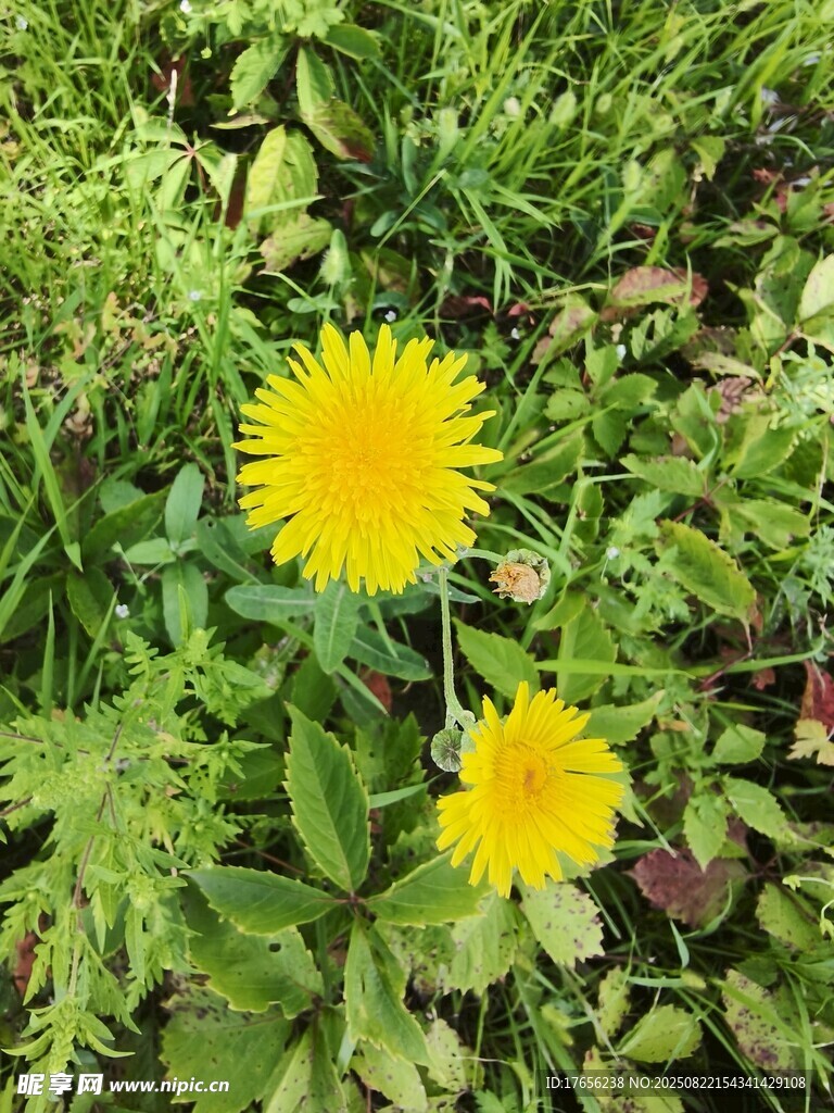 两朵绽放的黄色蒲公英