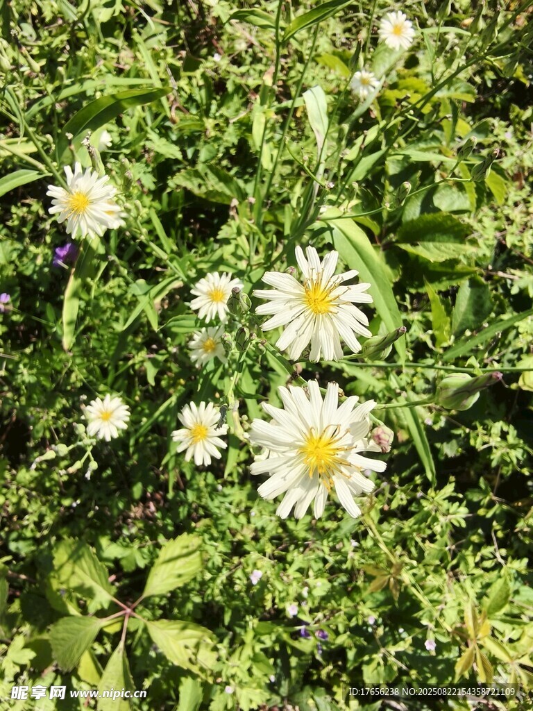 草地上的白色雏菊