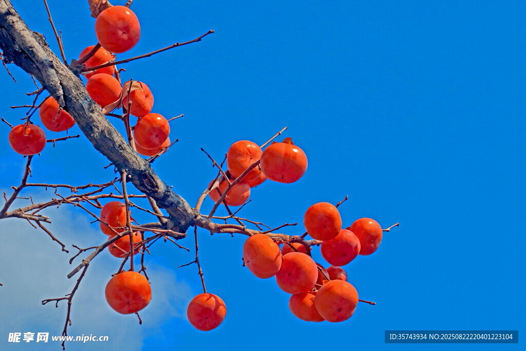 蓝天下的红柿子枝头